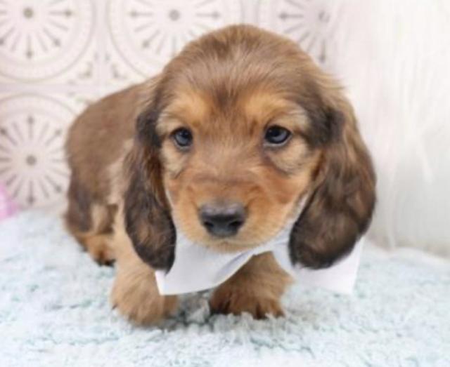 Dachshund male puppy in , 