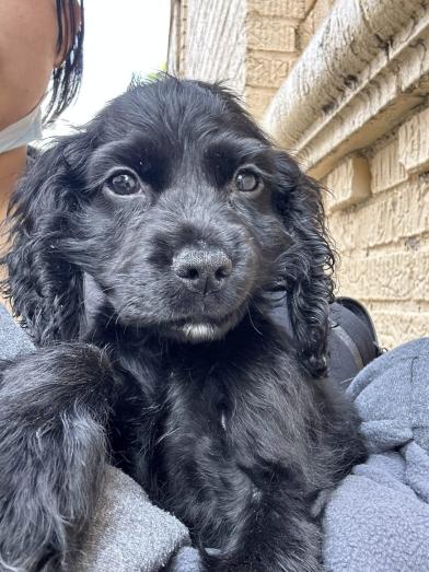 English Cocker Spaniel puppy in , <br />
<b>Notice</b>:  Undefined index: country in <b>/home/dogbreedersgallery/public_html/temp/8a6af99ac9f223d2246a14de2265ada4fad41ac6_0.file.listing_gallery.html.php</b> on line <b>69</b><br />
