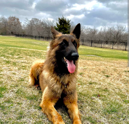 German Shepherd male in , 