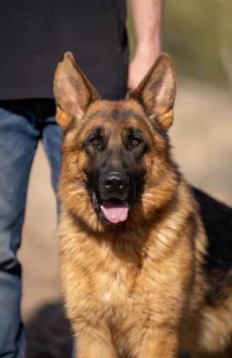 German Shepherd male in , 