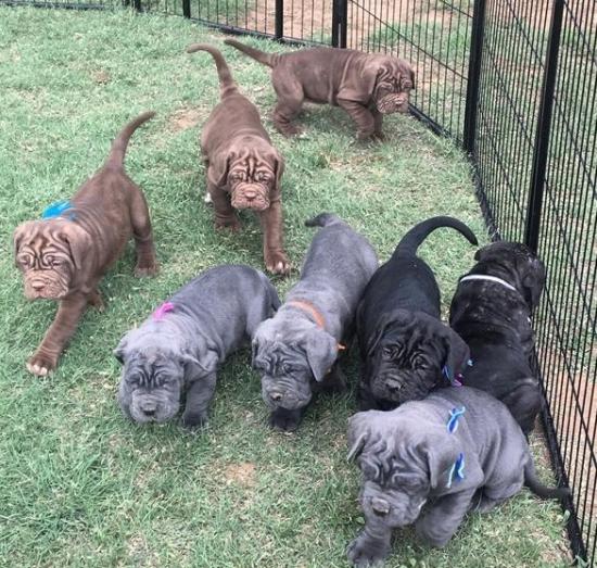 Neapolitan Mastiff puppies in , <br />
<b>Notice</b>:  Undefined index: country in <b>/home/dogbreedersgallery/public_html/temp/8a6af99ac9f223d2246a14de2265ada4fad41ac6_0.file.listing_gallery.html.php</b> on line <b>69</b><br />
