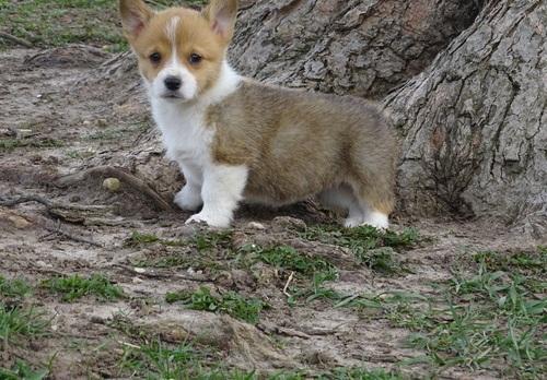 Pembroke Welsh Corgi Puppies in , 