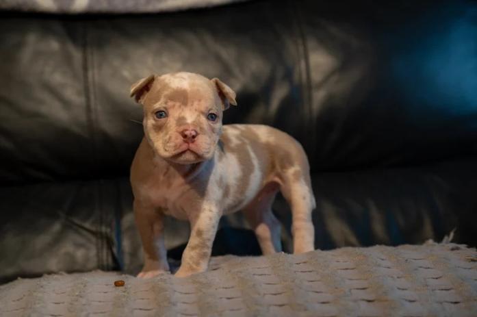 Pocket bullies for sale in , <br />
<b>Notice</b>:  Undefined index: country in <b>/home/dogbreedersgallery/public_html/temp/8a6af99ac9f223d2246a14de2265ada4fad41ac6_0.file.listing_gallery.html.php</b> on line <b>69</b><br />
