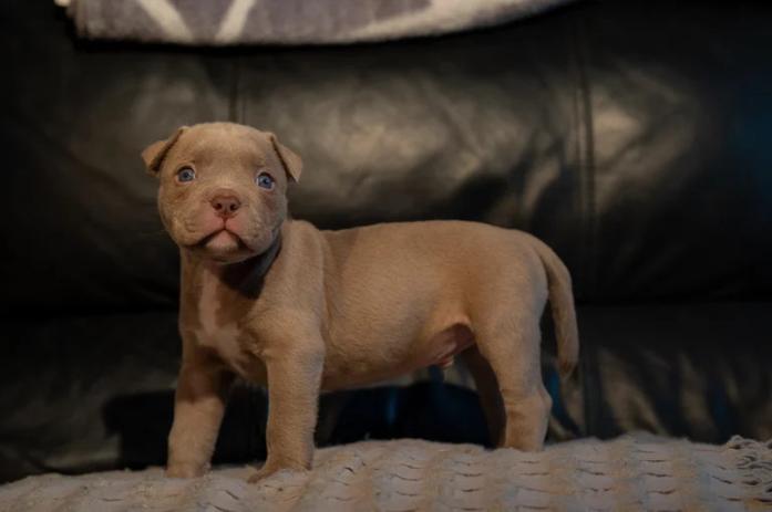 Pocket bullies for sale in , <br />
<b>Notice</b>:  Undefined index: country in <b>/home/dogbreedersgallery/public_html/temp/8a6af99ac9f223d2246a14de2265ada4fad41ac6_0.file.listing_gallery.html.php</b> on line <b>69</b><br />
