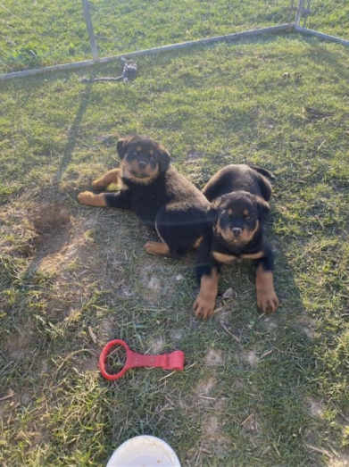 Rottweiler puppies in , 