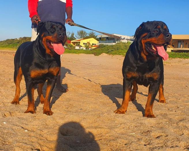 Rottweiler puppies in , 