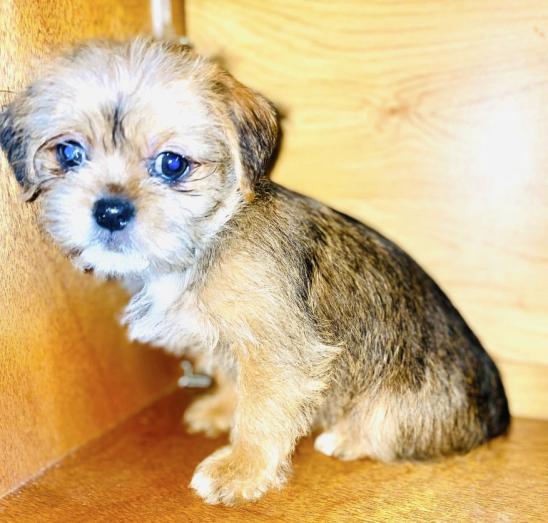 Shorkie puppies in , <br />
<b>Notice</b>:  Undefined index: country in <b>/home/dogbreedersgallery/public_html/temp/8a6af99ac9f223d2246a14de2265ada4fad41ac6_0.file.listing_gallery.html.php</b> on line <b>69</b><br />
