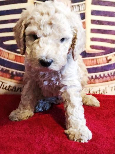 Tuts Standard Poodle Puppies Available in , <br />
<b>Notice</b>:  Undefined index: country in <b>/home/dogbreedersgallery/public_html/temp/8a6af99ac9f223d2246a14de2265ada4fad41ac6_0.file.listing_gallery.html.php</b> on line <b>69</b><br />
