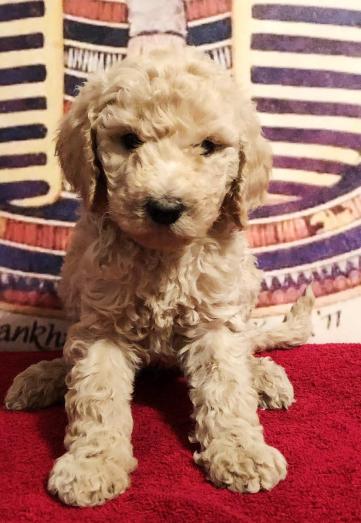 Tuts Standard Poodle Puppies Available in , <br />
<b>Notice</b>:  Undefined index: country in <b>/home/dogbreedersgallery/public_html/temp/8a6af99ac9f223d2246a14de2265ada4fad41ac6_0.file.listing_gallery.html.php</b> on line <b>69</b><br />
