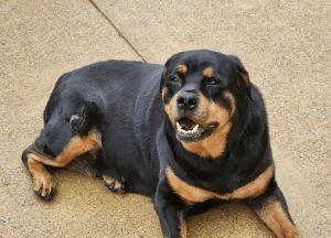 Adopt Roxanne Sweet and Silly Rottie a Rottweiler