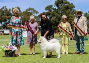 Airebis Samoyeds