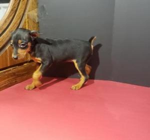 AKC Miniature Pinscher Puppies