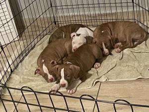 American Bullies - 9 weeks old