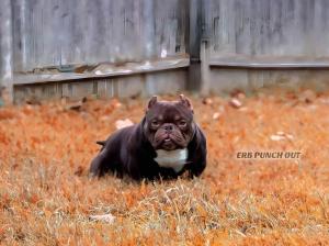 American Bully for stud