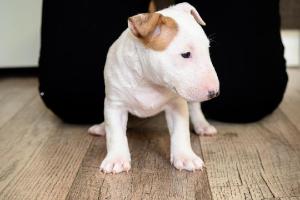 Beautiful AKC reg Mini Bull Terrier Puppies