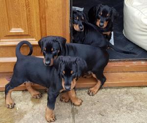 Beautiful Doberman puppies