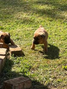 Boerboel Puppies for sale