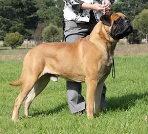 Bullmaster Bullmastiff Kennels