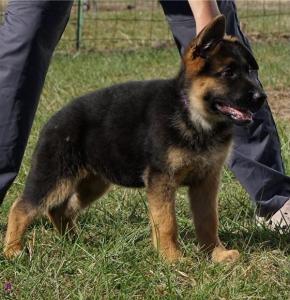 Champion Bloodline German Shepherd puppies