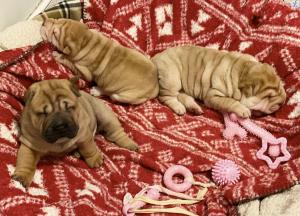 Chinese Shar-Pei puppies