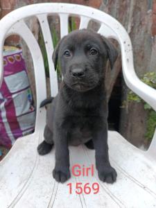 Chocolate Lab Husky x Akita puppies