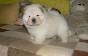 Chow Chow Puppies