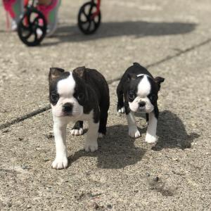 Chunky boston terrier puppies