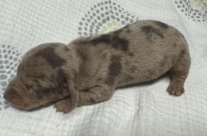 CKC Registered Miniature Dachshunds