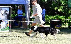 Embrace Border Collies