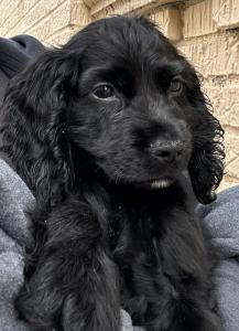 English Cocker Spaniel puppy