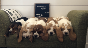 Farmhouse Basset Hounds