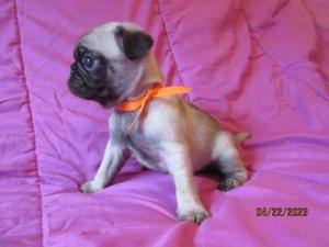 Fawn and Black Pug pups for sale