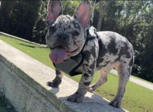 French Bulldog male