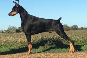 Horizon Dobermans