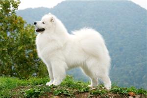 Kalaska Samoyeds