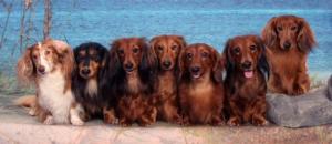 Kenmar Dachshunds