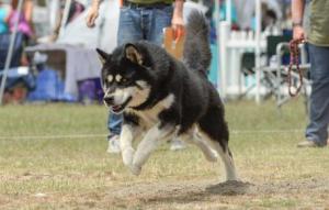 Kwest Malamutes