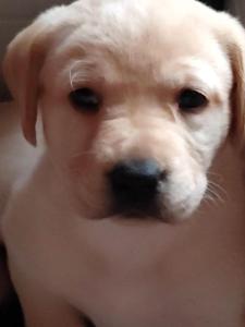 Labrador Retriever Pups