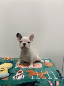 Male frenchie puppy for sale