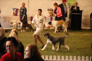 Munchener Giant Schnauzers