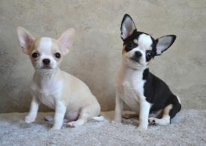 Natelsong Chihuahuas