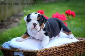 Natural English bulldog puppies