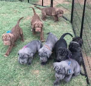 Neapolitan Mastiff puppies