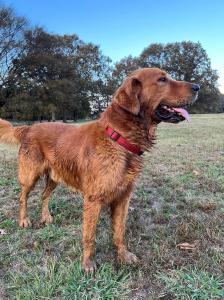 Oak Prairie Retrievers