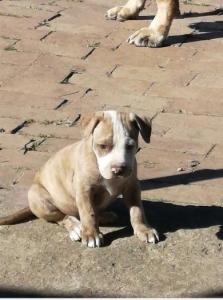 Pit bull pup for sale