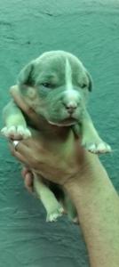 Pocket American bully pups