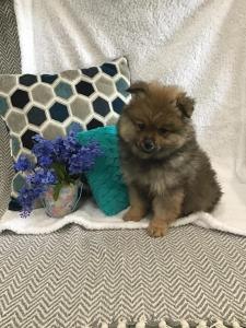 Pomeranian Puppies