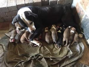 Registered Pure Bred Pitbull Puppies