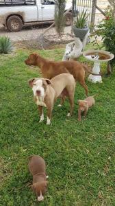 Registered Pure Bred Pitbull Puppies