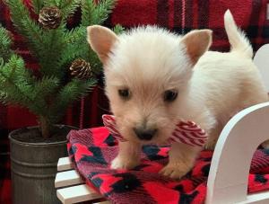 Scottish Terrier puppies